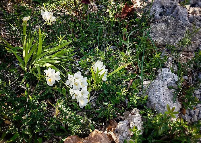 Villa Cecylia Es Canutells